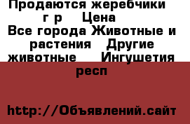 Продаются жеребчики 14,15 16 г.р  › Цена ­ 177 000 - Все города Животные и растения » Другие животные   . Ингушетия респ.